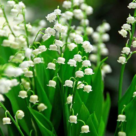 Florissa Lily of the Valley - 5 Bulbs/Pkg