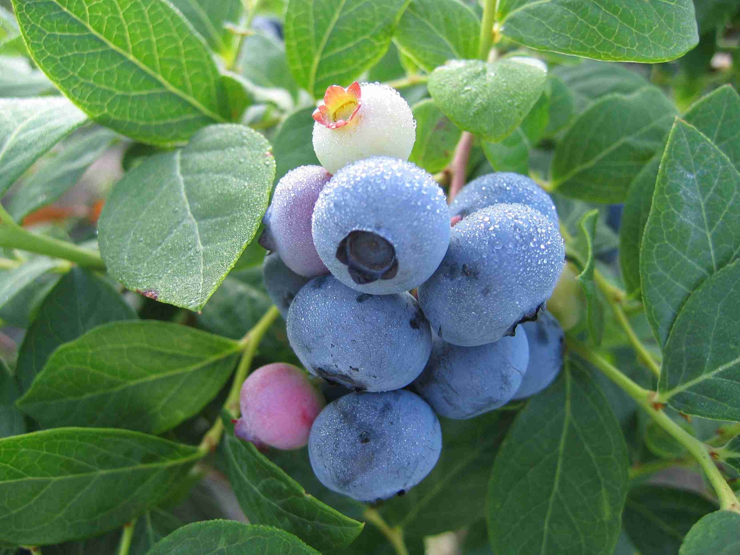 Northcountry Blueberry (Vaccinium 'Northcountry') - 1 Gallon Potted Shrub