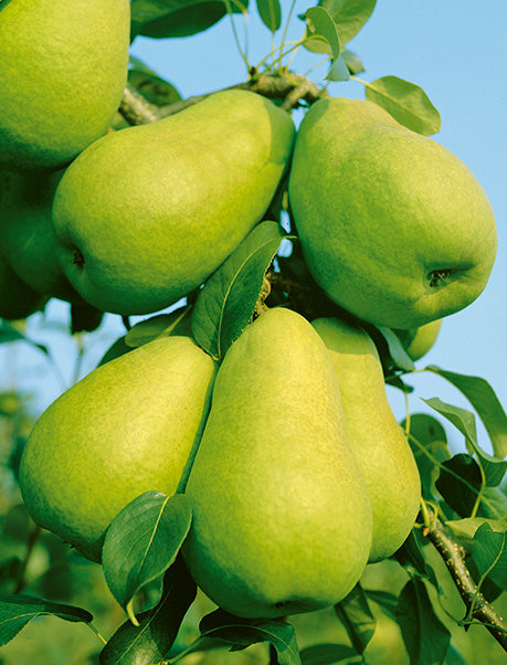 Anjou Pear Tree - 150cm- 7 Gallon Potted Fruit Tree