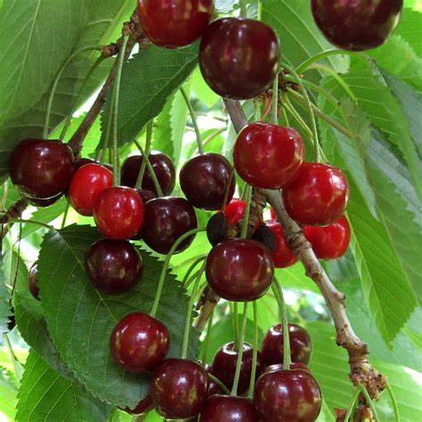 'Stella' Cherry Tree - 100cm- 5 Gallon Potted Fruit Tree