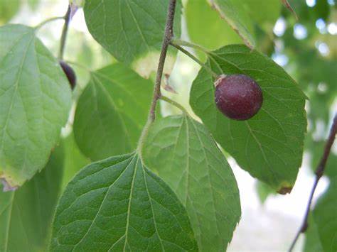 Celtis occidentalis, (Hackberry) - 175cm - 7 Gallon Potted Tree