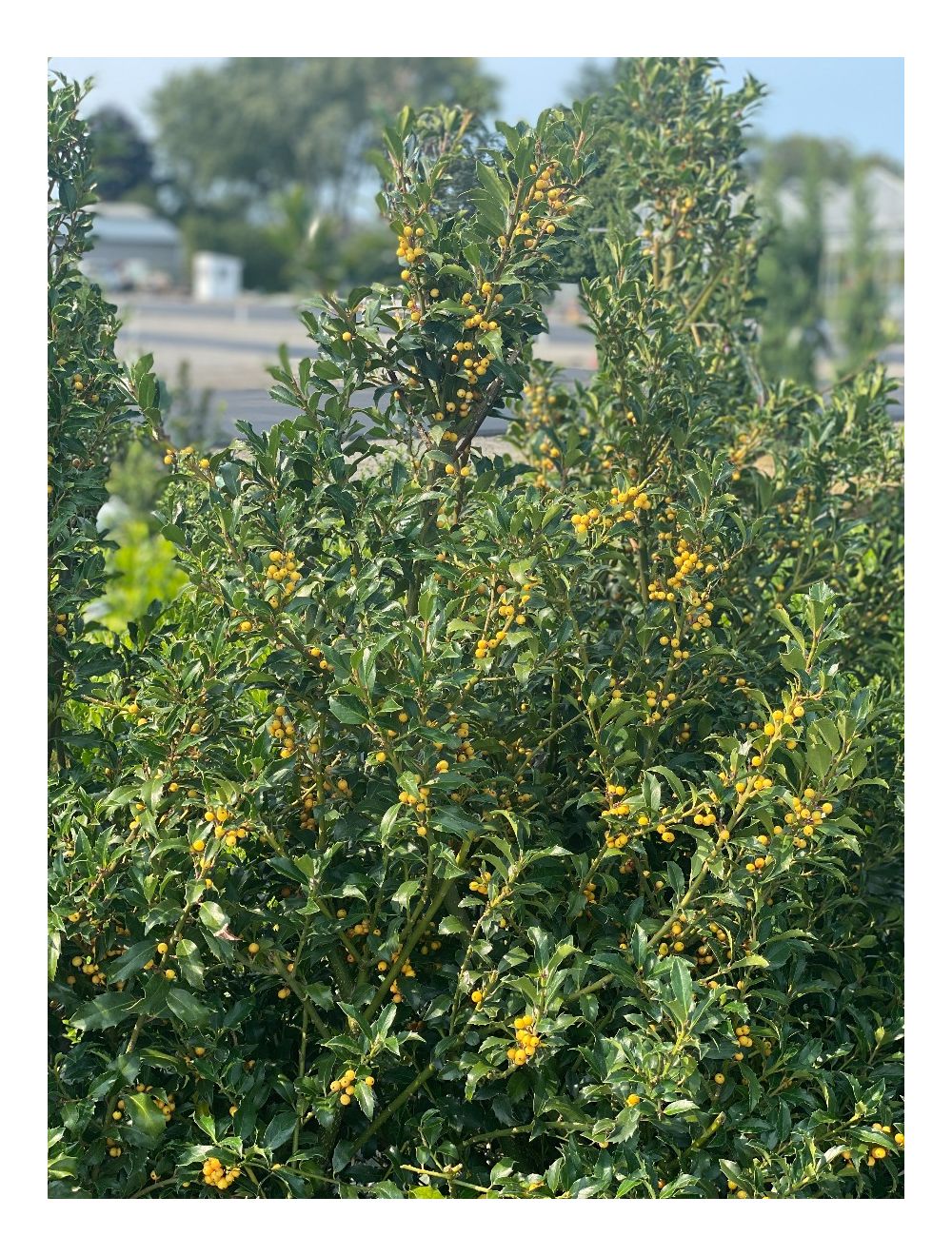 Golden Girl Meserve Holly (Ilex x meserveae 'Mesgolg') - 125cm - 10 Gallon Potted Plant