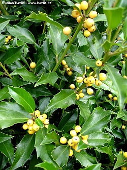 Golden Girl Meserve Holly (Ilex x meserveae 'Mesgolg') - 100cm - 10 Gallon Potted Plant