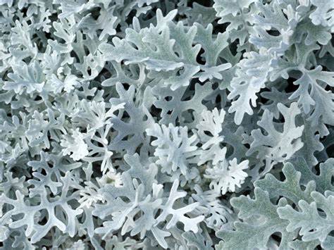 Dusty Miller Cineraria Seeds - Packet