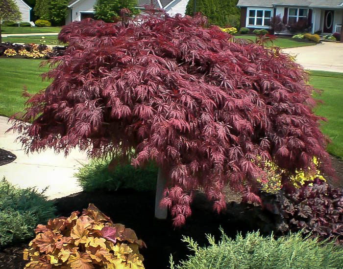 Crimson Queen Japanese Maple Tree (Acer palmatum 'Crimson Queen')  - 2 Gallon Potted Tree