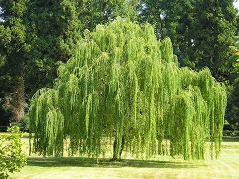 Salix alba 'Trista' Weeping Willow - 200cm - 7 Gallon Potted Tree