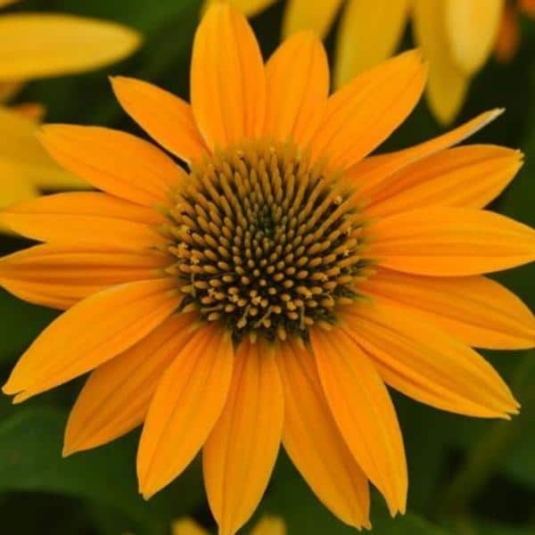 Yellow Ombre Coneflower - 1 Gallon Potted Plant