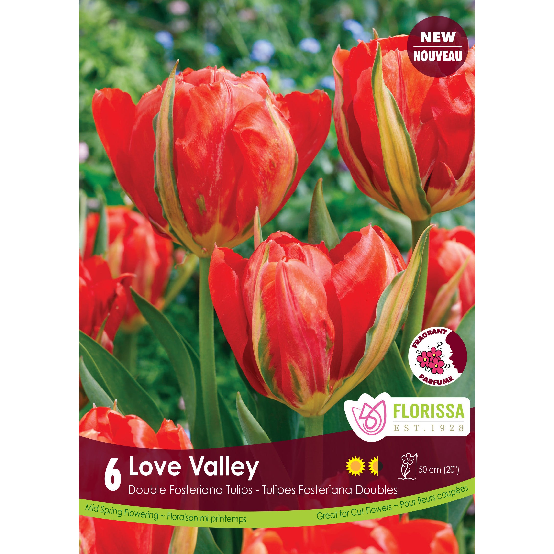 Florissa Tulipa 'Love Valley - 6 Bulbs/Pkg