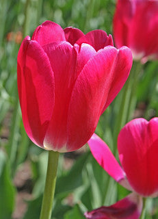 Florissa 'Rosy Delight' Tulip Bulbs - 6 Bulbs/Pkg