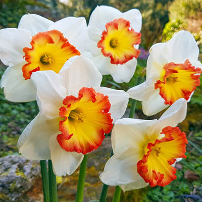 Florissa Narcissus 'Pink Bomb' - 5 Bulbs/Pkg