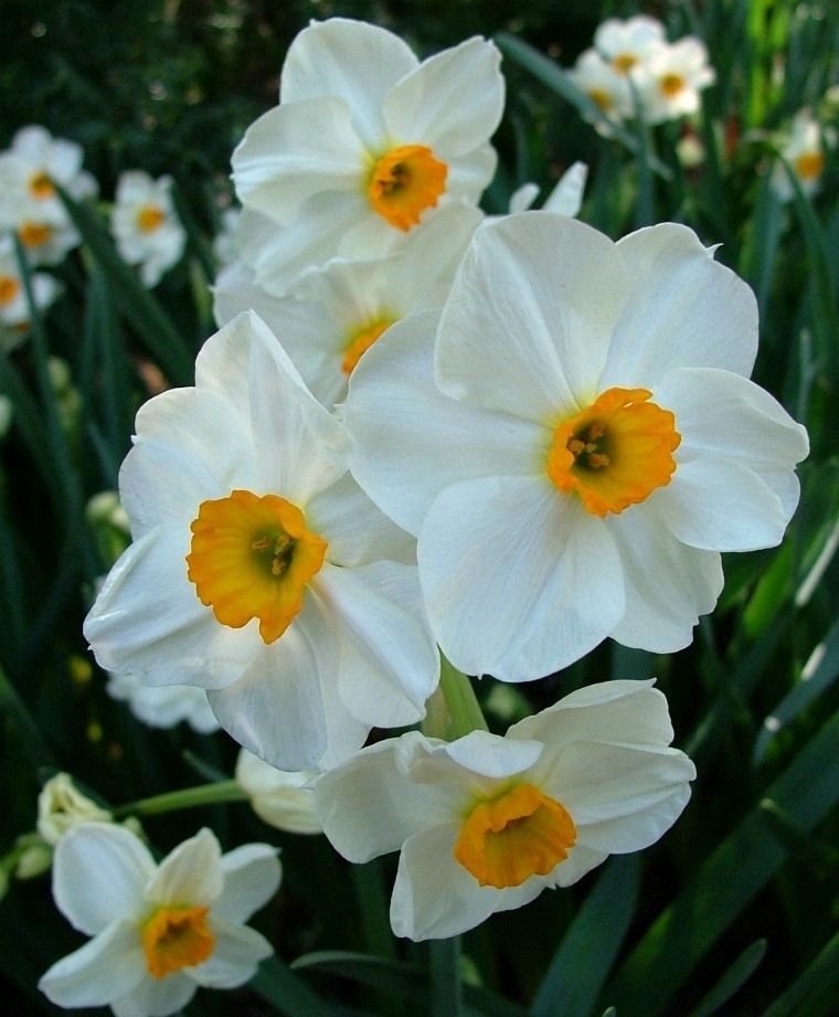 Florissa Narcissus 'Geranium' - 5 Bulbs/Pkg