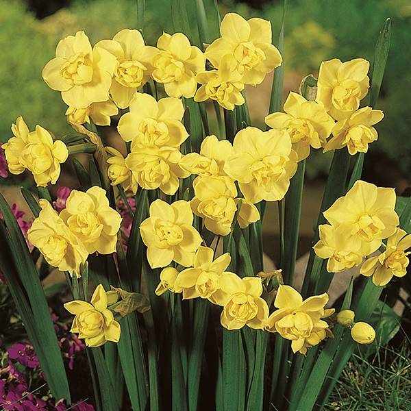 Florissa Narcissus 'Yellow Cheerfulness' Daffodil - 5 Bulbs/Pkg