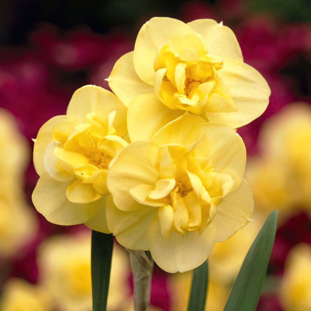 Florissa Narcissus 'Yellow Cheerfulness' Daffodil - 5 Bulbs/Pkg