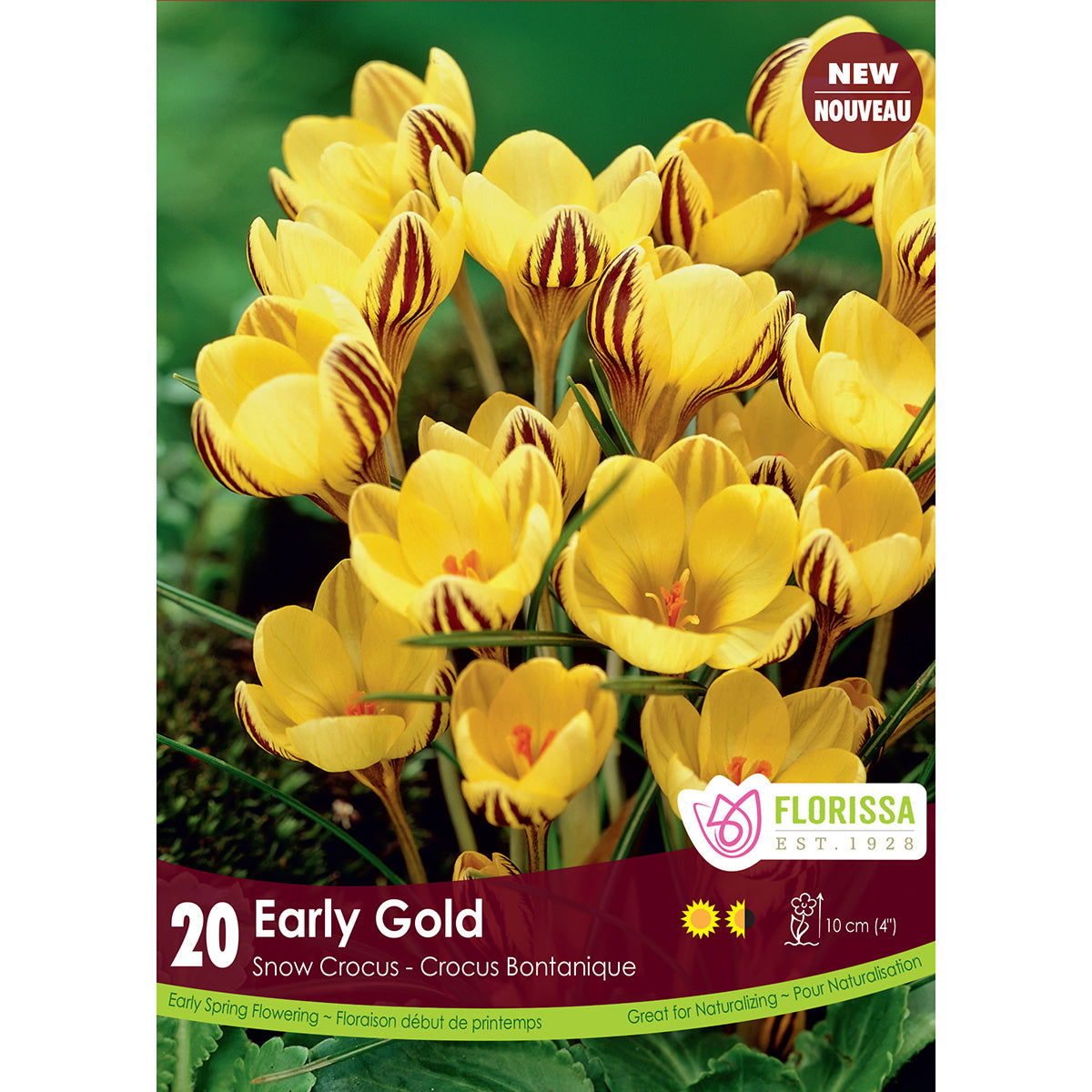 Florissa Snow Crocus 'Early Gold' - 20 Bulbs/Pkg