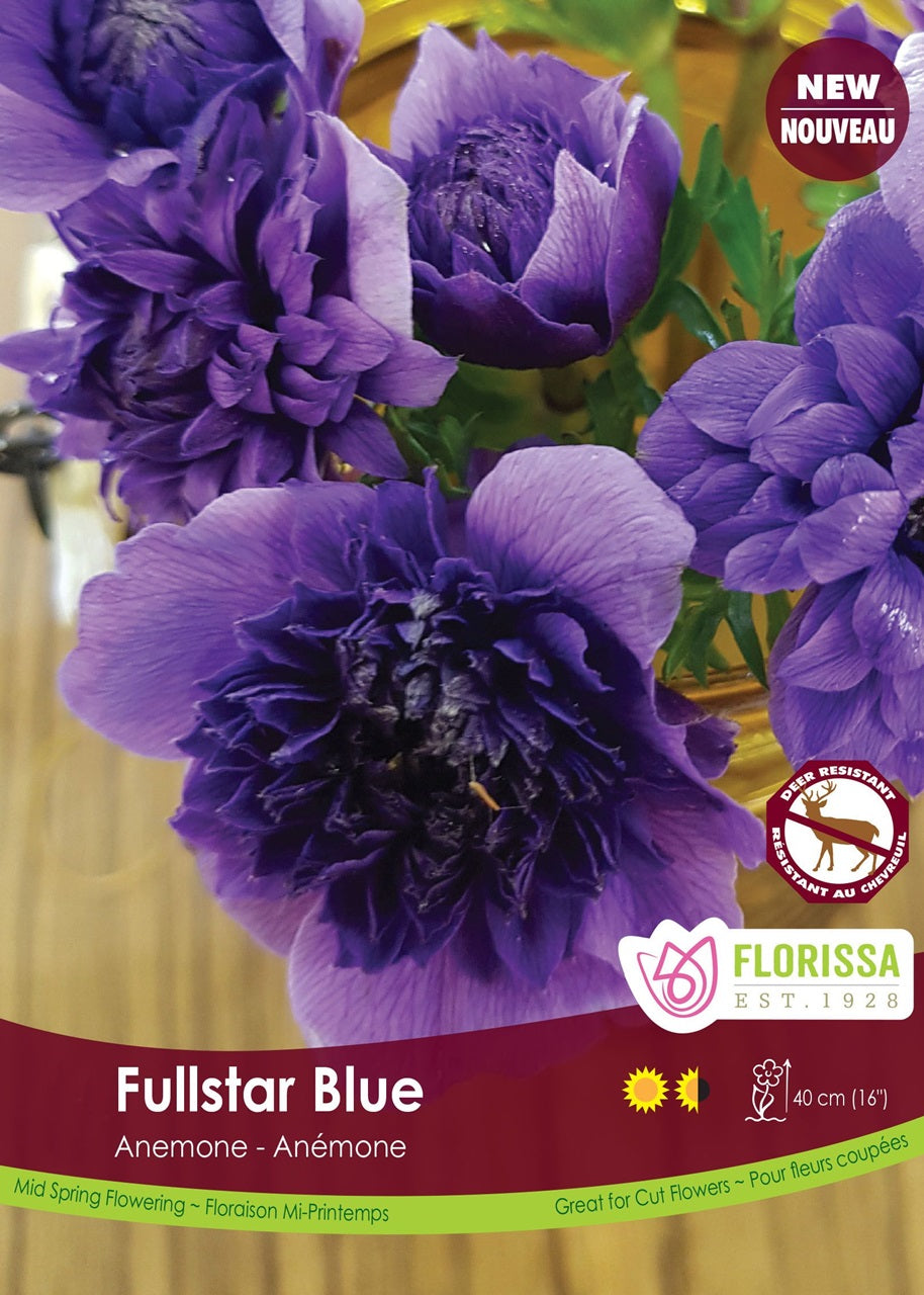 Florissa Anemone ‘Fullstar' Blue - 5 Bulbs/Pkg