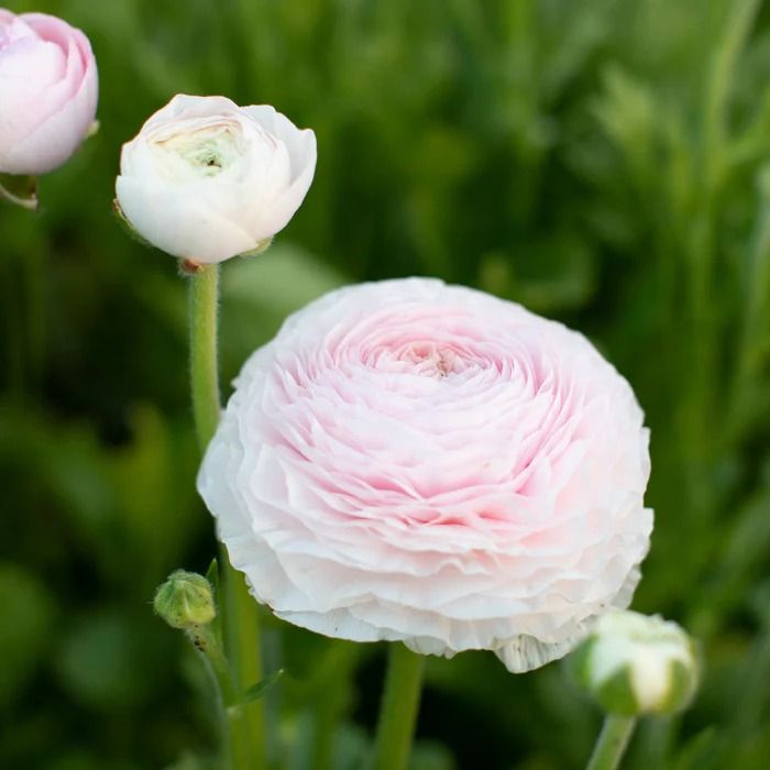 Florissa Ranunculus Amandine Chamallow - 5 Bulbs/Pkg