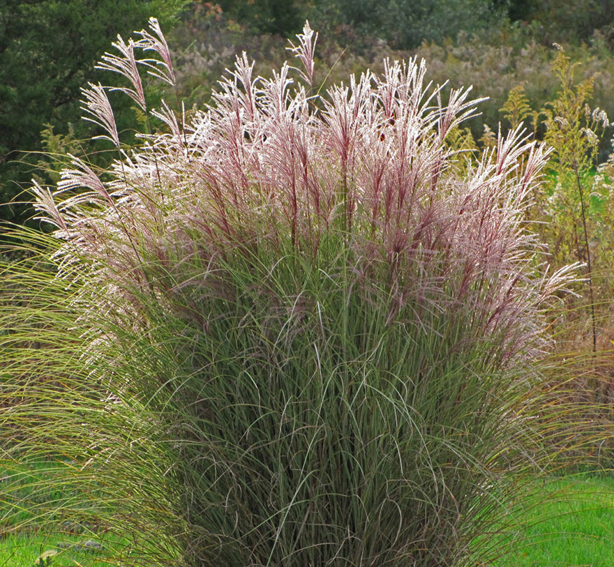 Morning Light Maiden Grass (Miscanthus sinensis) -  1 Gallon Potted Perennial