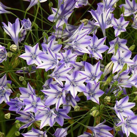 Florissa Triteleia Rudy Bulbs - 10 Bulbs/Pkg