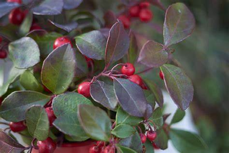 Gaultheria procumbens 'Redwood' (Redwood Creeping Wintergreen)- 1 Gallon Potted Evergreen