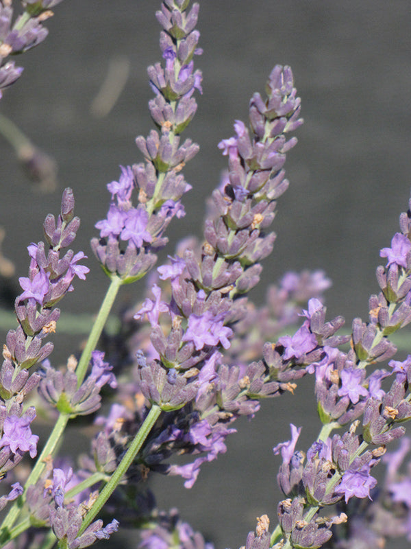 Grosso Lavender - 1 Gallon Potted Shrub