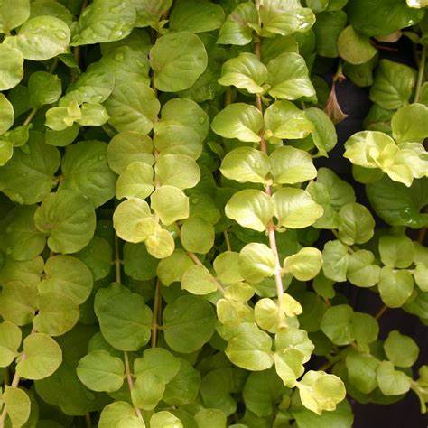 Lysimachia nummularia ‘Goldilocks’ (Creeping Jenny) - 9cm