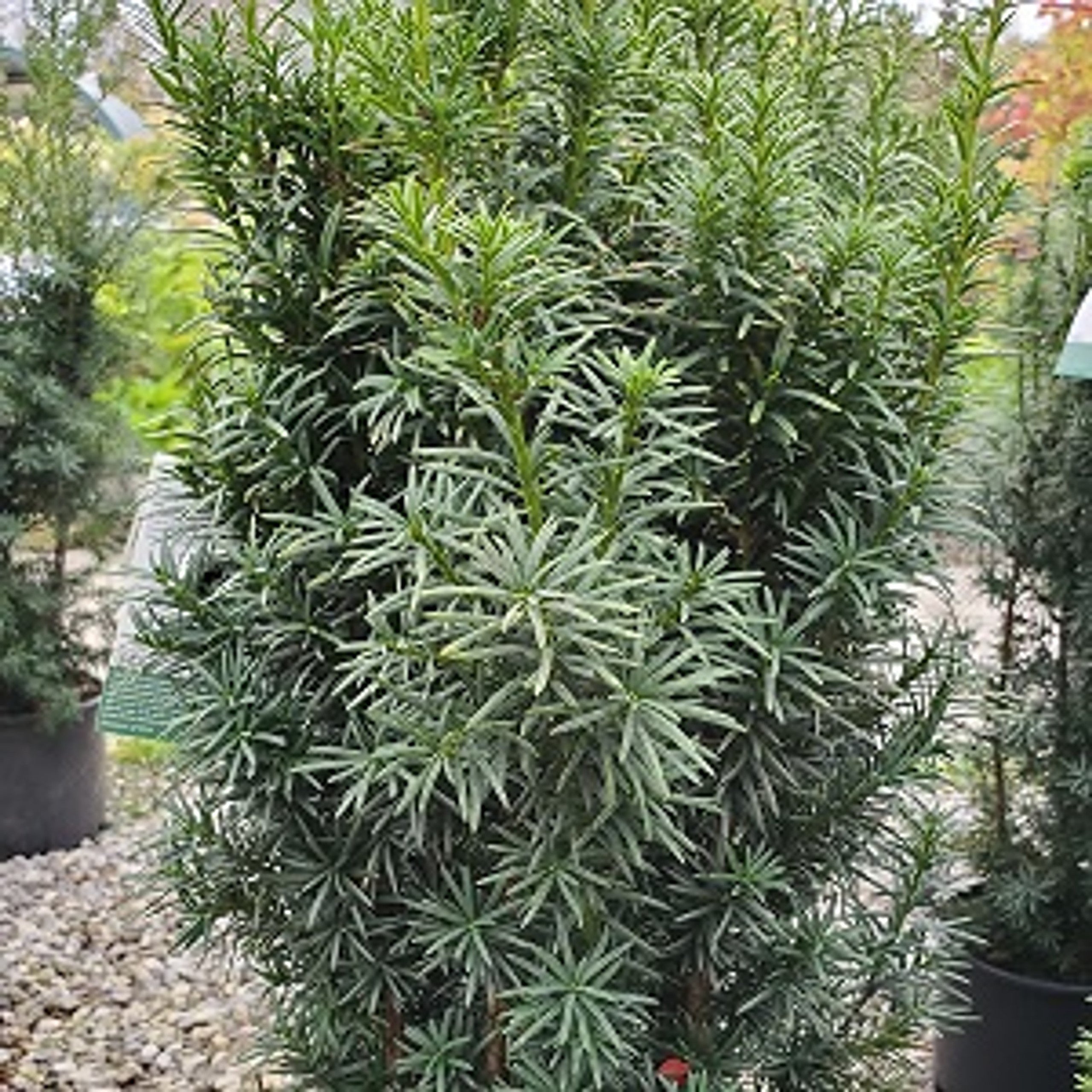 Maureen Hybrid Yew - 40cm - 3 Gallon Potted Shrub