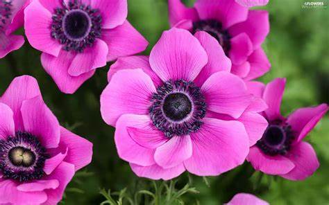 Perennial Anemone (Pink/Blue) - 1 Gallon Potted Perennial
