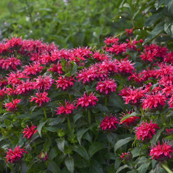 Monarda 'Cherry Pops' - 1 Gallon Potted Plant