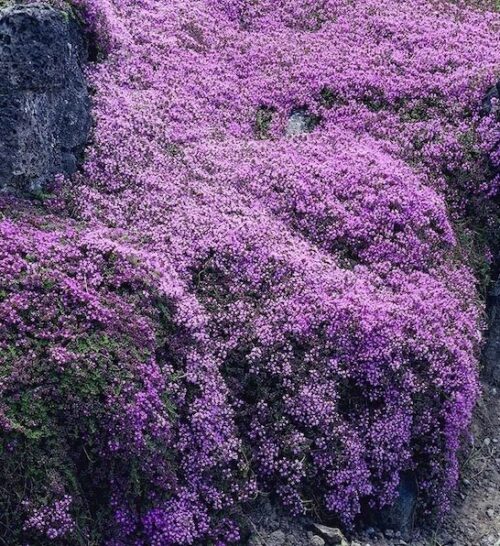 Thymus serpyllum ‘Pink Chintz’ (Creeping Thyme) - 9cm
