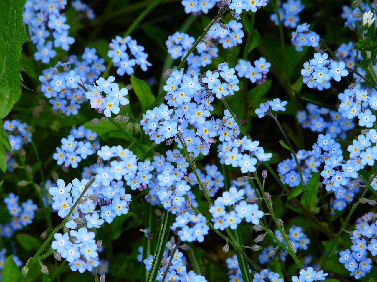OSC Alpestris Blue Forget-Me-Not Seeds - Packet