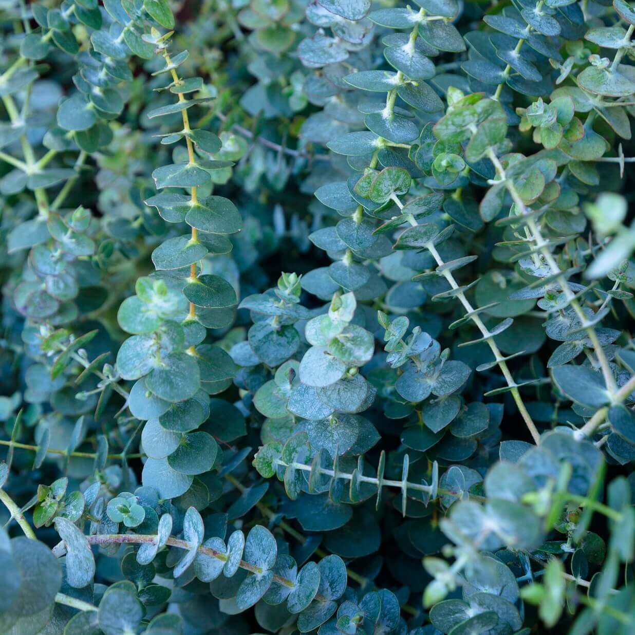 OSC Baby Blue Eucalyptus Seeds - Packet