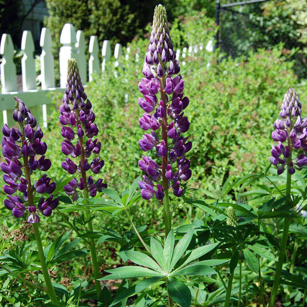 OSC Russell’s Hybrids Blue Lupins Seeds - Packet