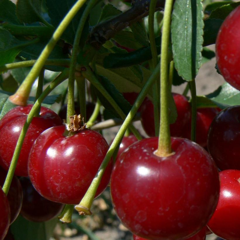 Cherry Carmine Jewel - 7 Gallon Potted Fruit Tree