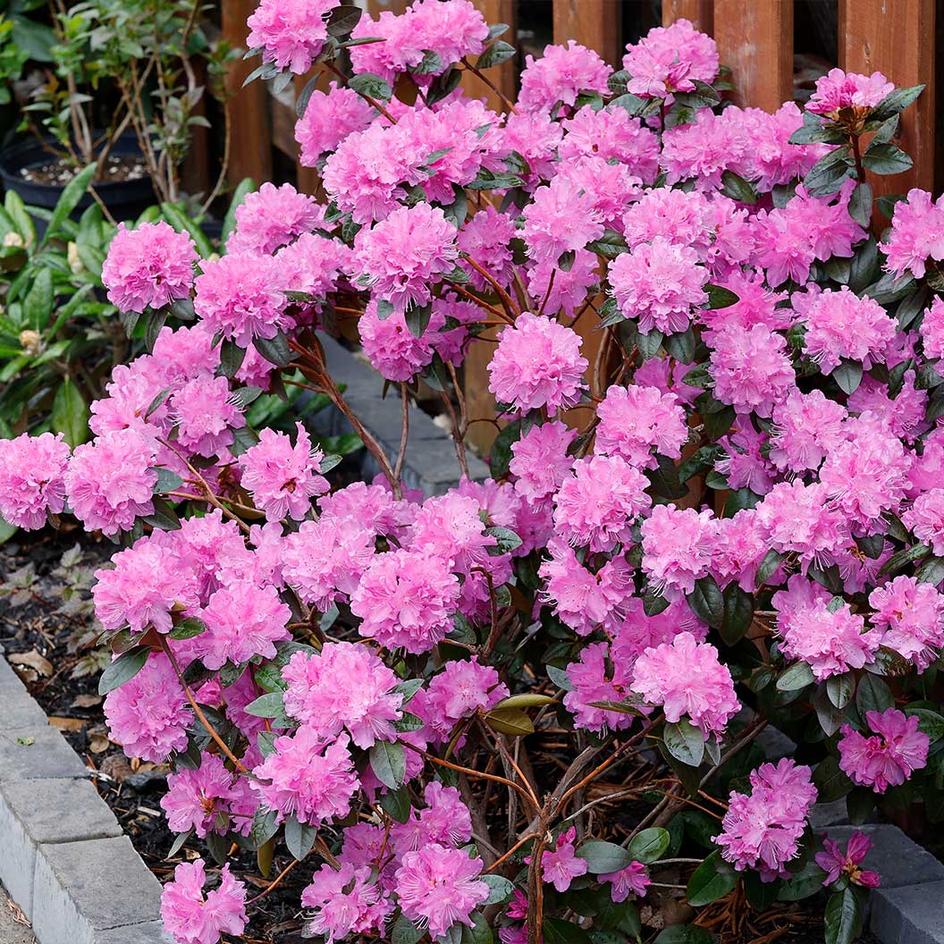 Rhododendron 'P.J.M Elite' -  3 Gallon Potted Shrub