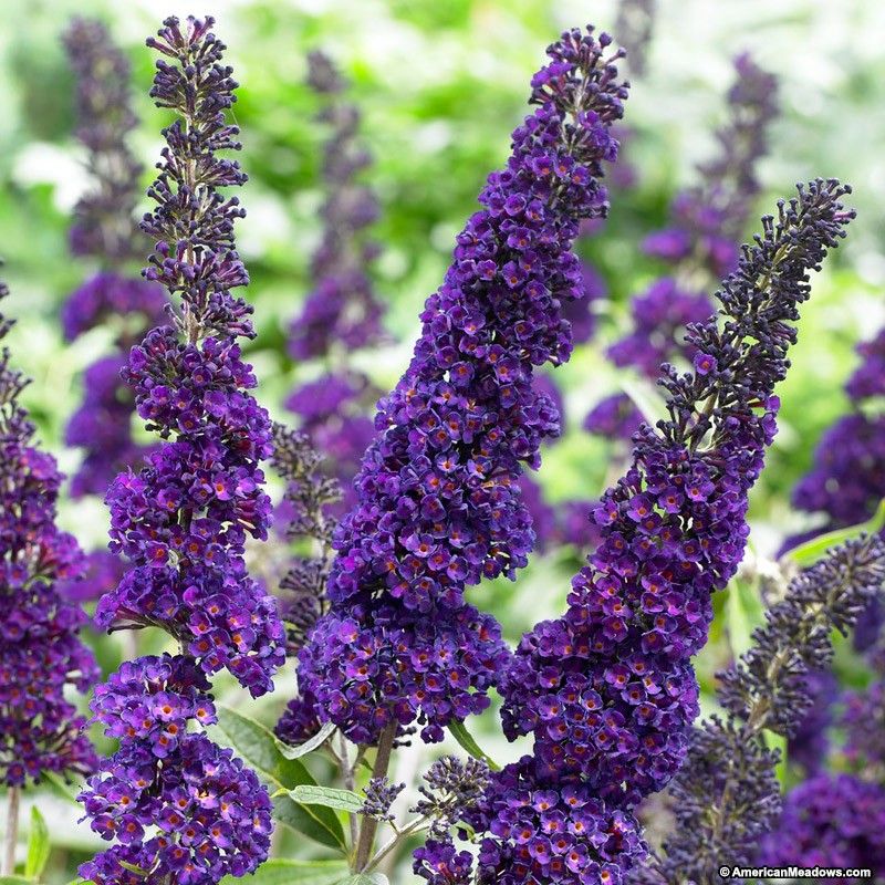 'Black Knight' Butterfly Bush - 3 Gallon Potted Shrub