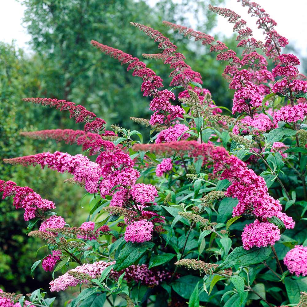 Pink Delight Butterfly Bush - 3 Gallon Potted Shrub