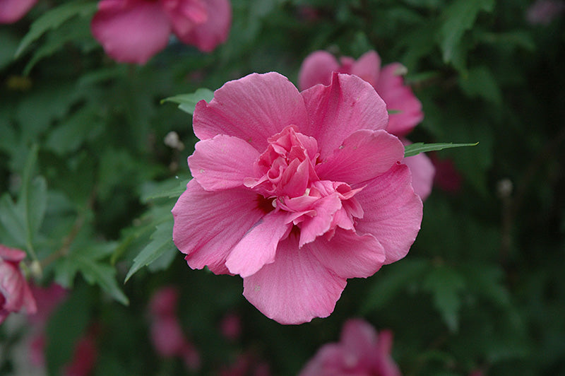 Lucy Rose of Sharon (Althea) - Hibiscus syriacus - 3 Gallon Potted Shrub