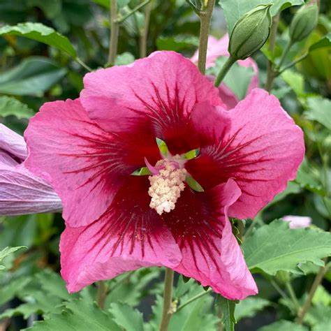 'Red Pillar' Rose of Sharon - 5 Gallon Potted Shrub