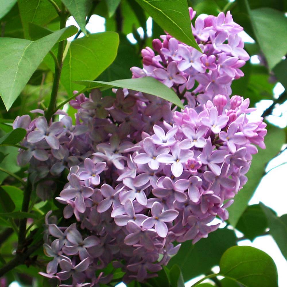 Common Lilac - 3 Gallon Potted Plant