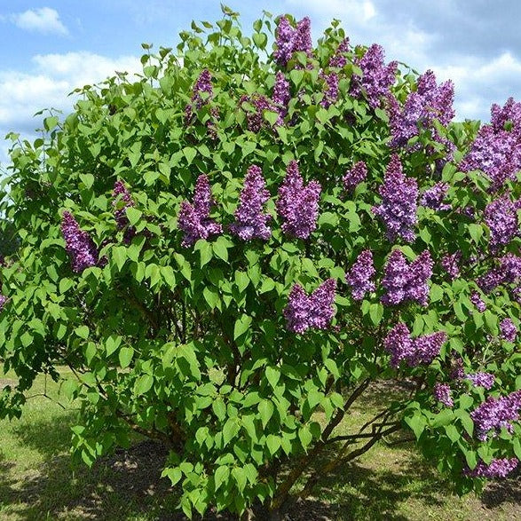 Common Lilac - 3 Gallon Potted Plant