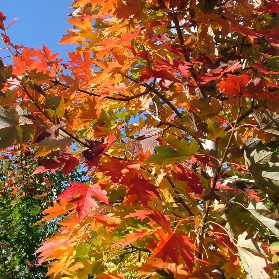 Celebration Maple Tree (Acer x freemanii ‘Celzam’) - 10 Gallon Potted Tree