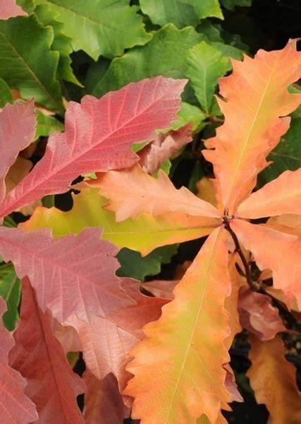 Oak, Bicolor (Swamp White) Quercus bicolor - 7 Gallon Potted Tree