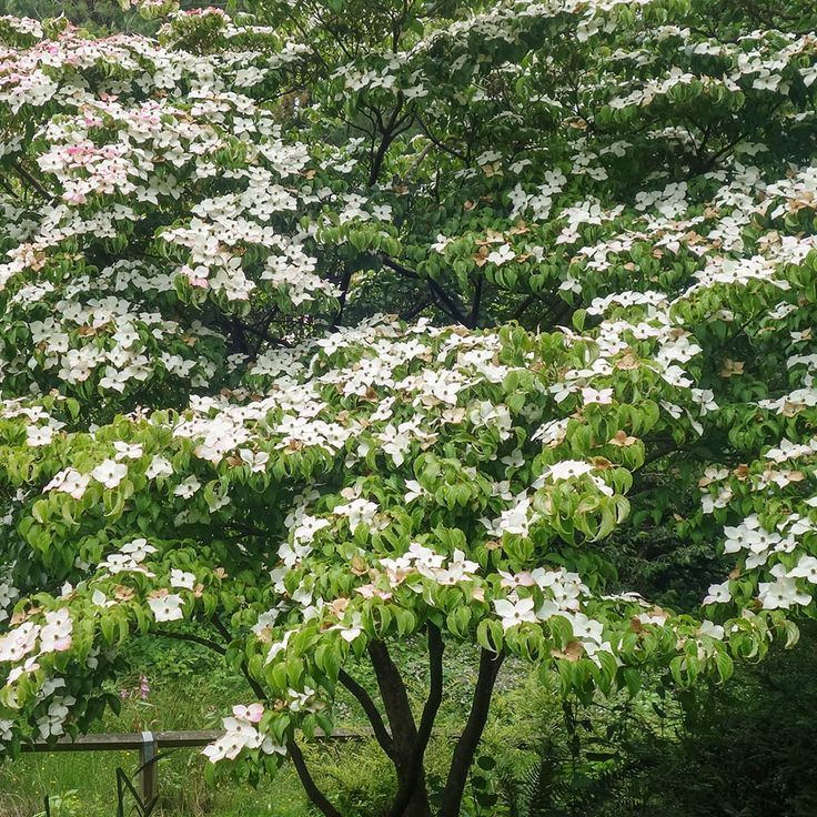 Chinese Dogwood (Cornus kousa) Multi-Stem - 10 Gallon Potted Tree