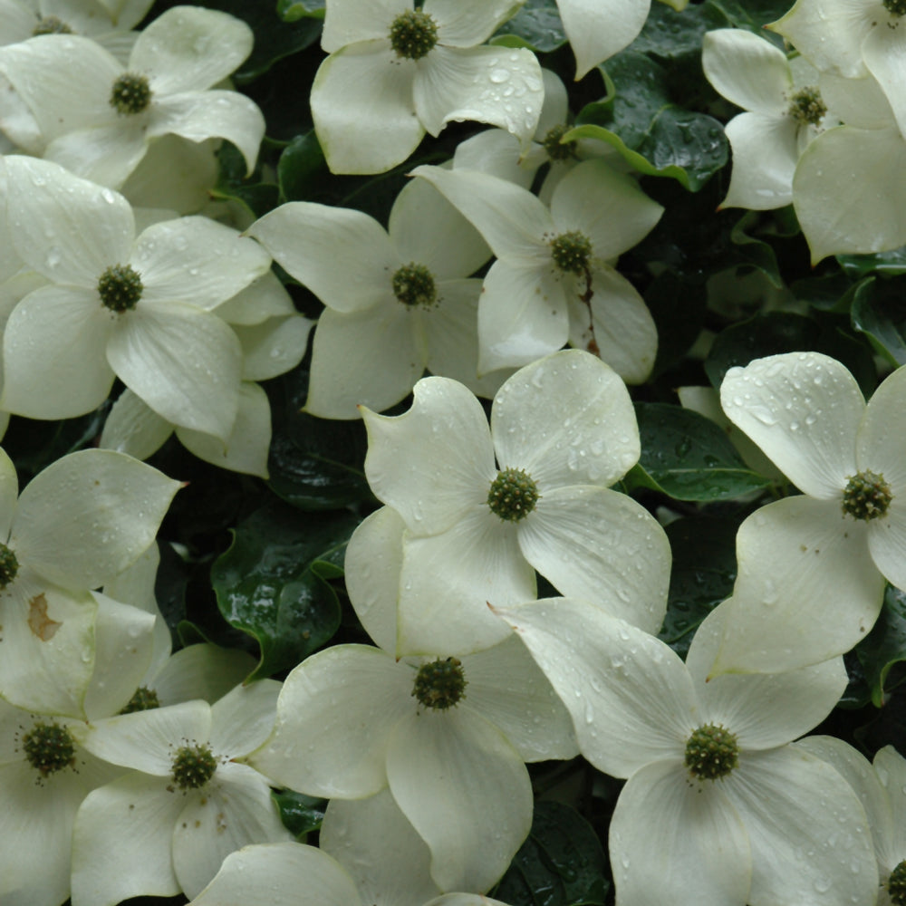 Chinese Dogwood (Cornus kousa) Multi-Stem - 10 Gallon Potted Tree