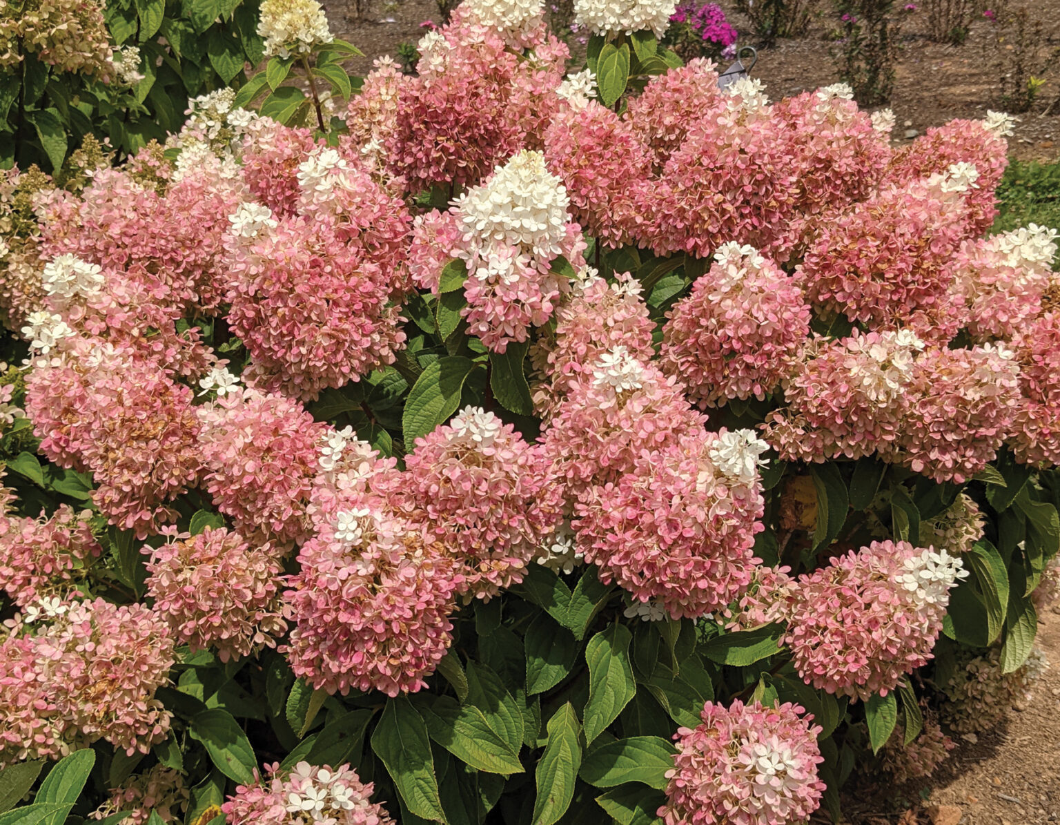 Sweet Starlight Hydrangea - 2 Gallon Potted Shrub