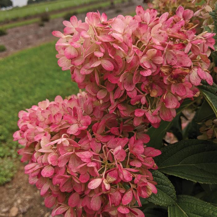 Sweet Starlight Hydrangea - 2 Gallon Potted Shrub
