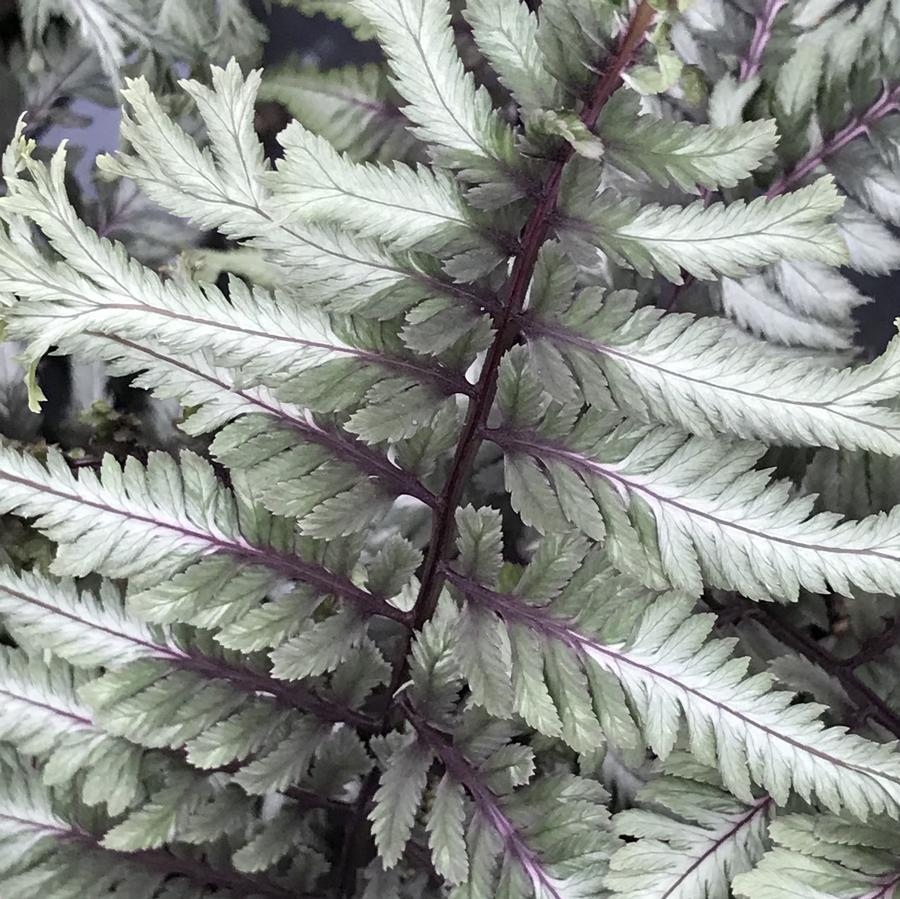 ‘Crested Surf' Crested Japanese Painted Fern - 1 Gallon Potted Perennial