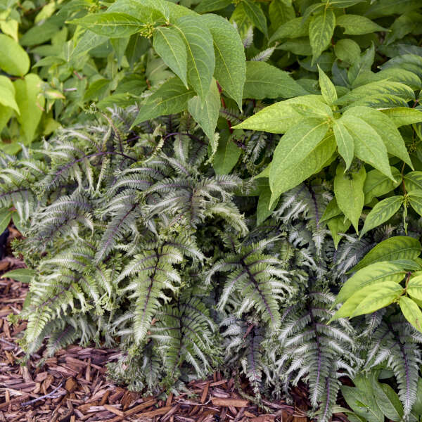 ‘Crested Surf' Crested Japanese Painted Fern - 1 Gallon Potted Perennial