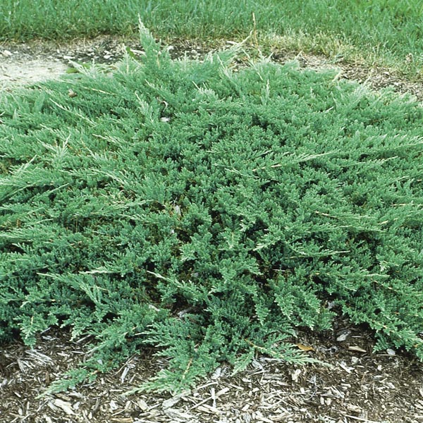 Prince of Wales Juniper (Juniperus horizontalis 'Prince of Wales') - 3 Gallon Potted Shrub