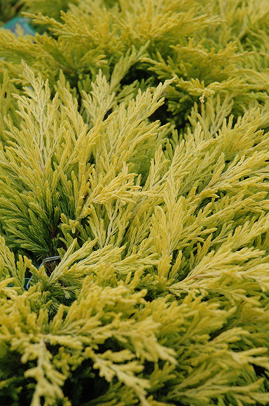 Juniperus horizontalis 'Limeglow' (Creeping Juniper) - 3 Gallon Potted Shrub